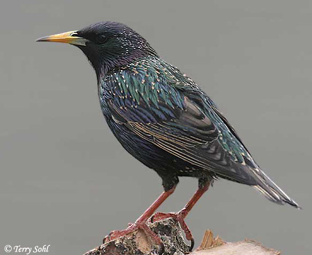 Pretty European starling