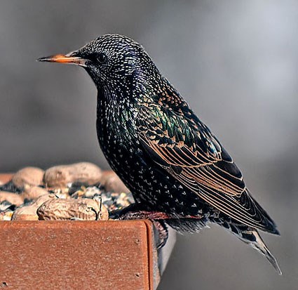 Pretty European starling
