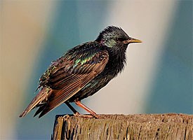 Pretty European starling