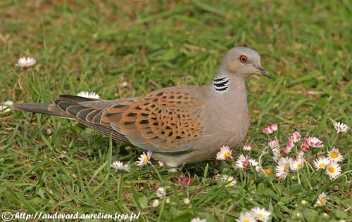 Pretty European turtledove