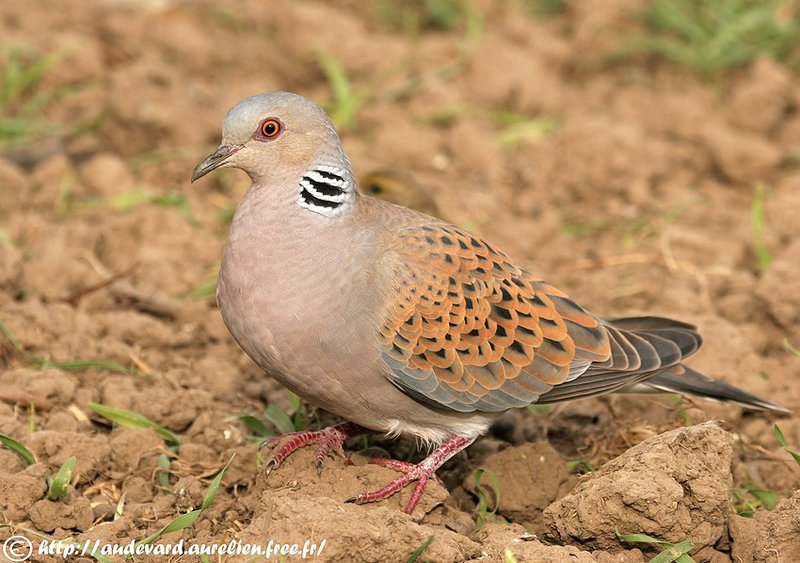 Pretty European turtledove