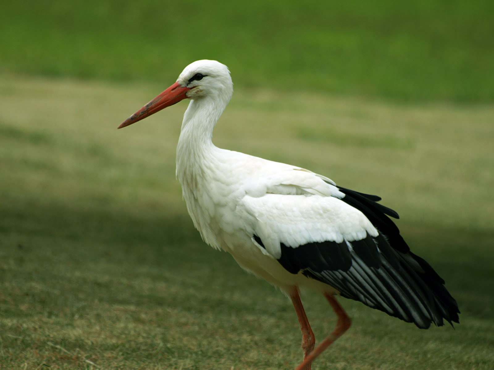 Pretty European white stork