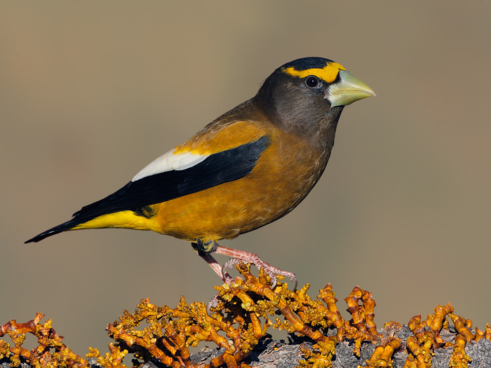 Evening grosbeak