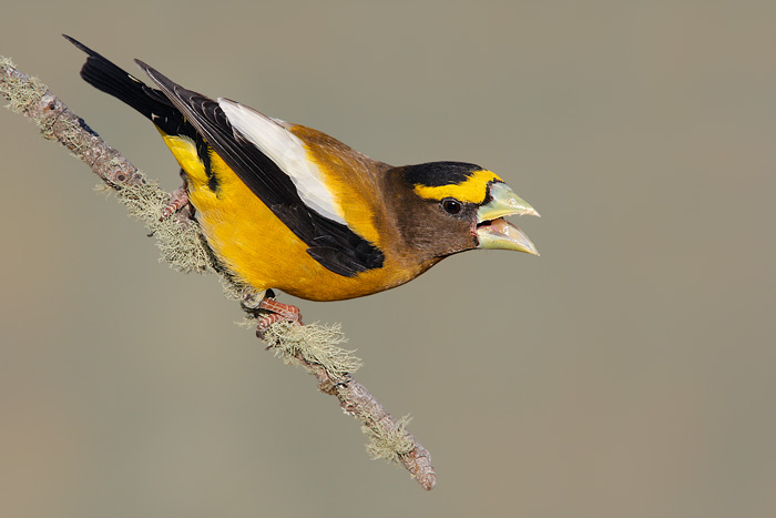Pretty Evening grosbeak