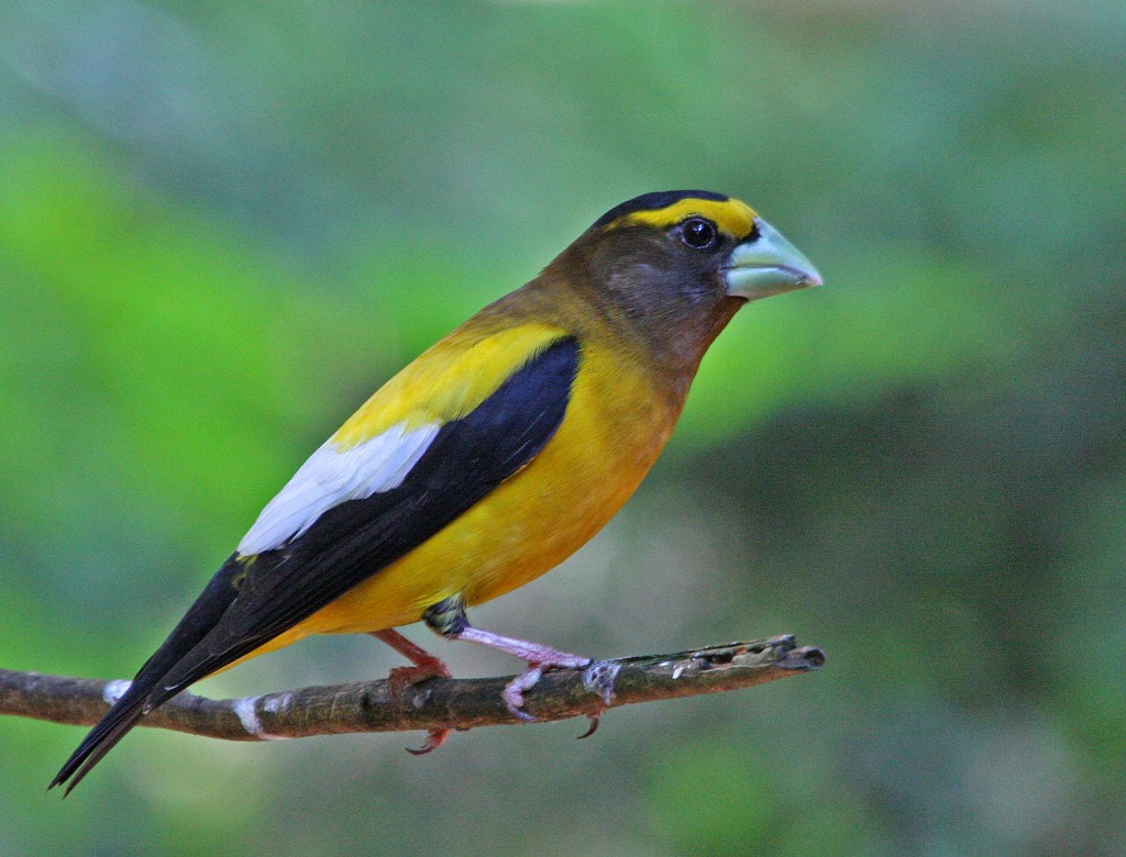 Pretty Evening grosbeak