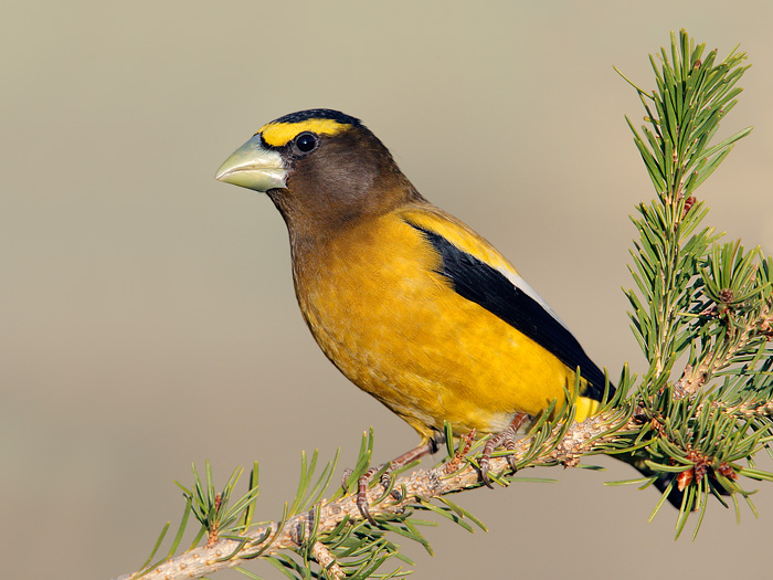 Pretty Evening grosbeak