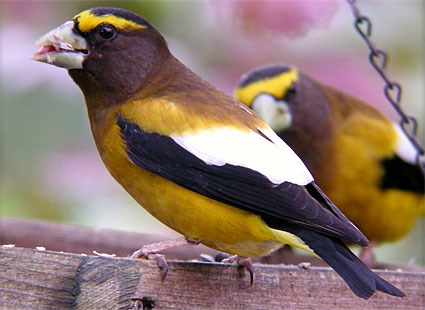 Pretty Evening grosbeak