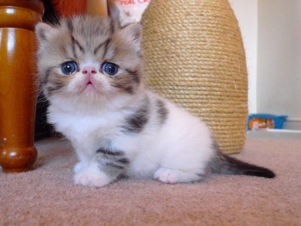 Nice Exotic Shorthair - Dog Breed