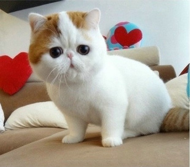 Pretty Exotic Shorthair - Dog Breed