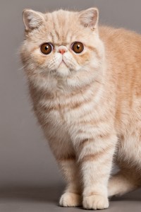 Cute Exotic Shorthair - Dog Breed