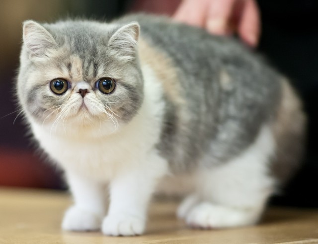Wallpaper Exotic Shorthair - Dog Breed