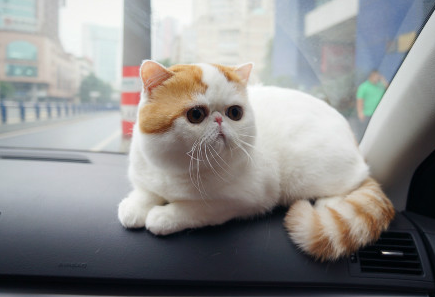 Photo Exotic Shorthair - Dog Breed