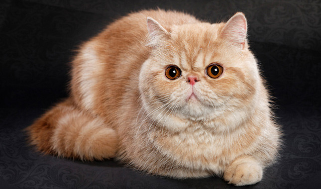 Exotic Shorthair - Dog Breed photo 