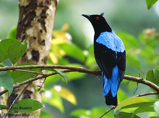 Fairy bluebird