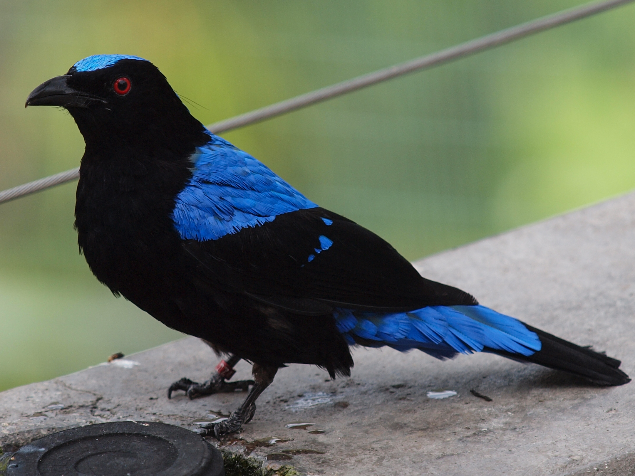 Pretty Fairy bluebird