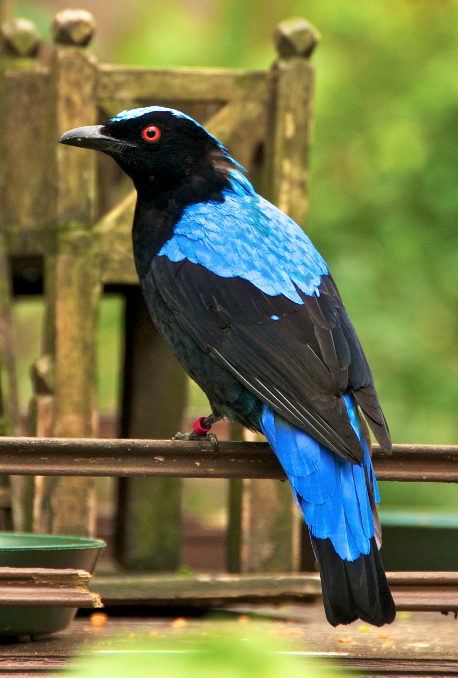 Pretty Fairy bluebird