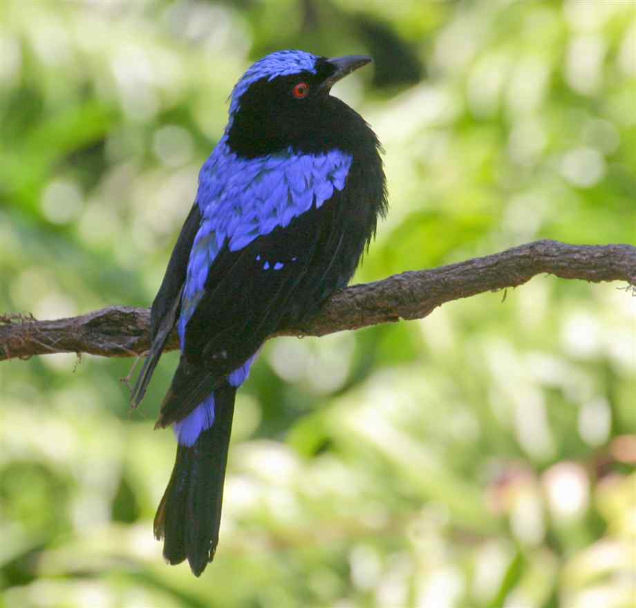 Pretty Fairy bluebird