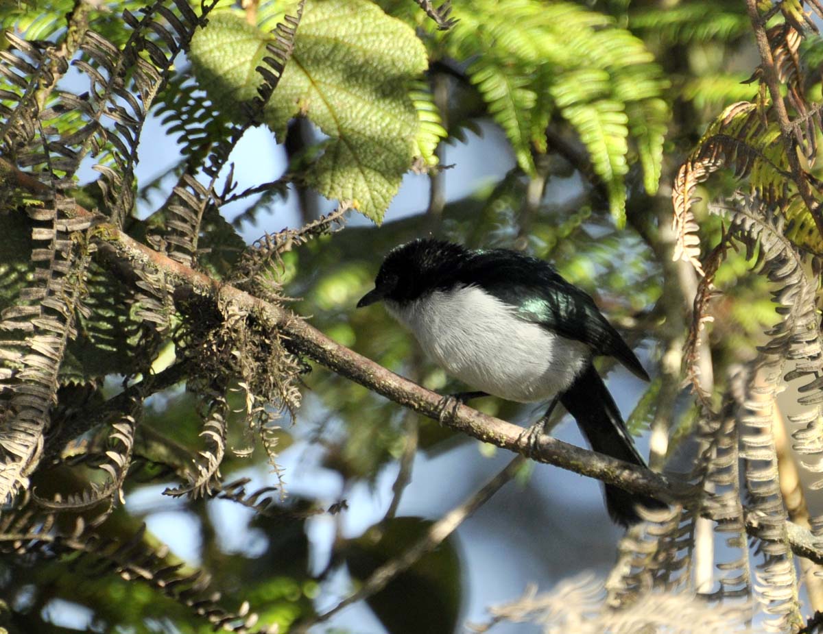 Pretty Fan-tailed berrypecker