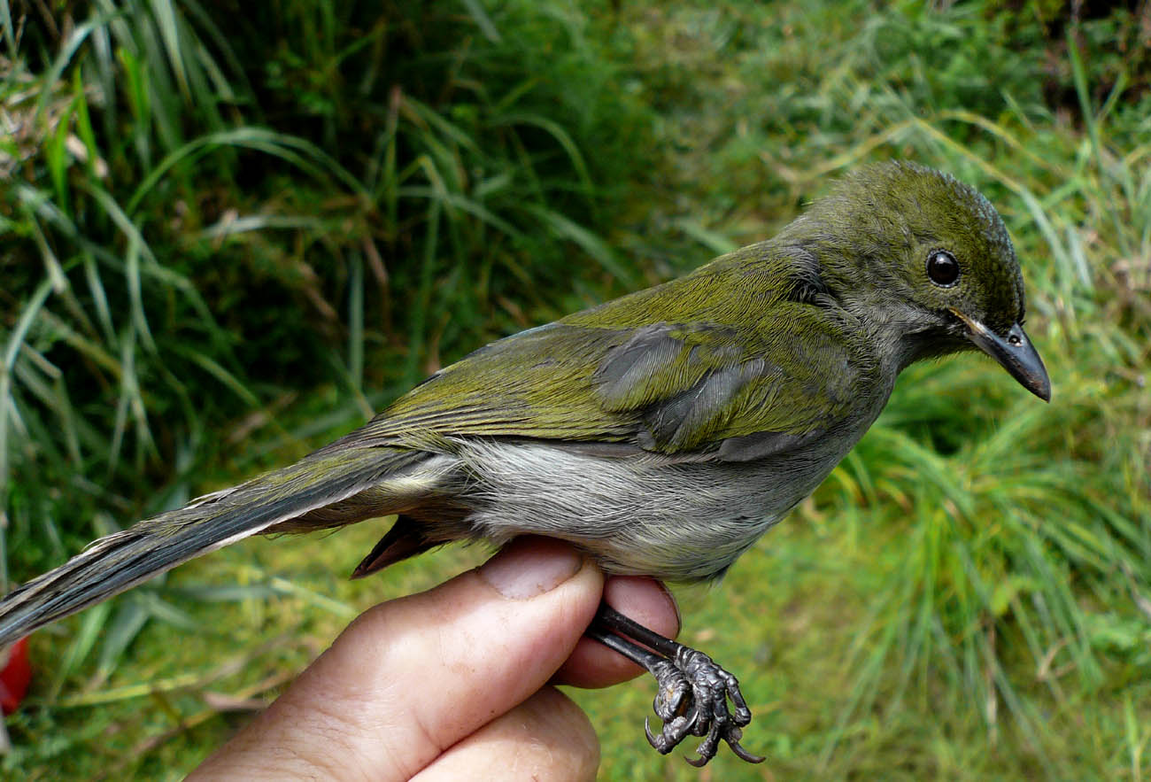 Pretty Fan-tailed berrypecker