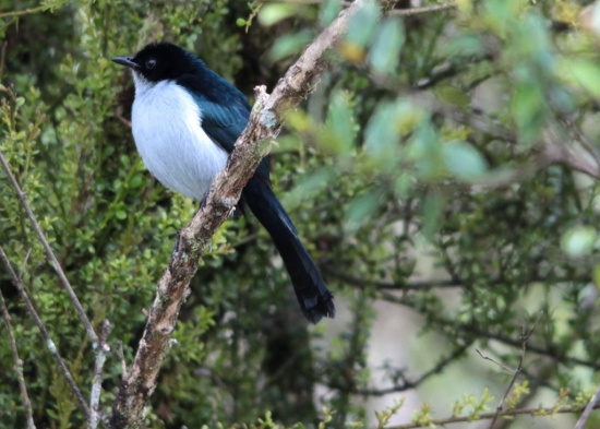 Pretty Fan-tailed berrypecker