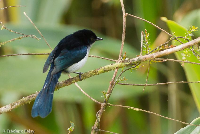 Pretty Fan-tailed berrypecker