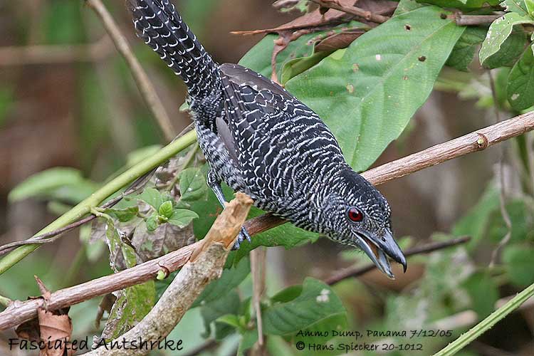 Fasciated antshrike