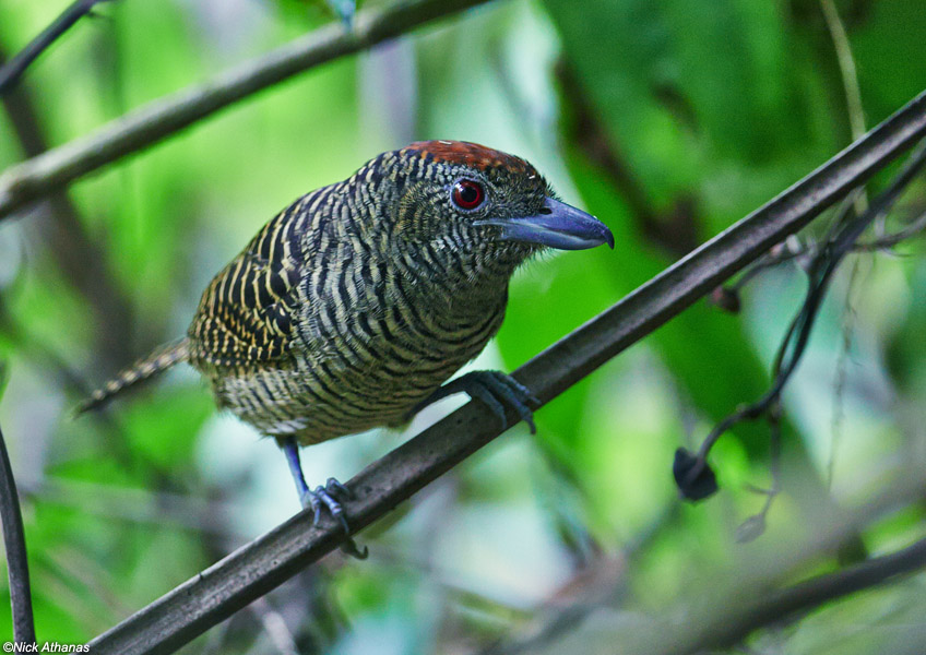 Pretty Fasciated antshrike