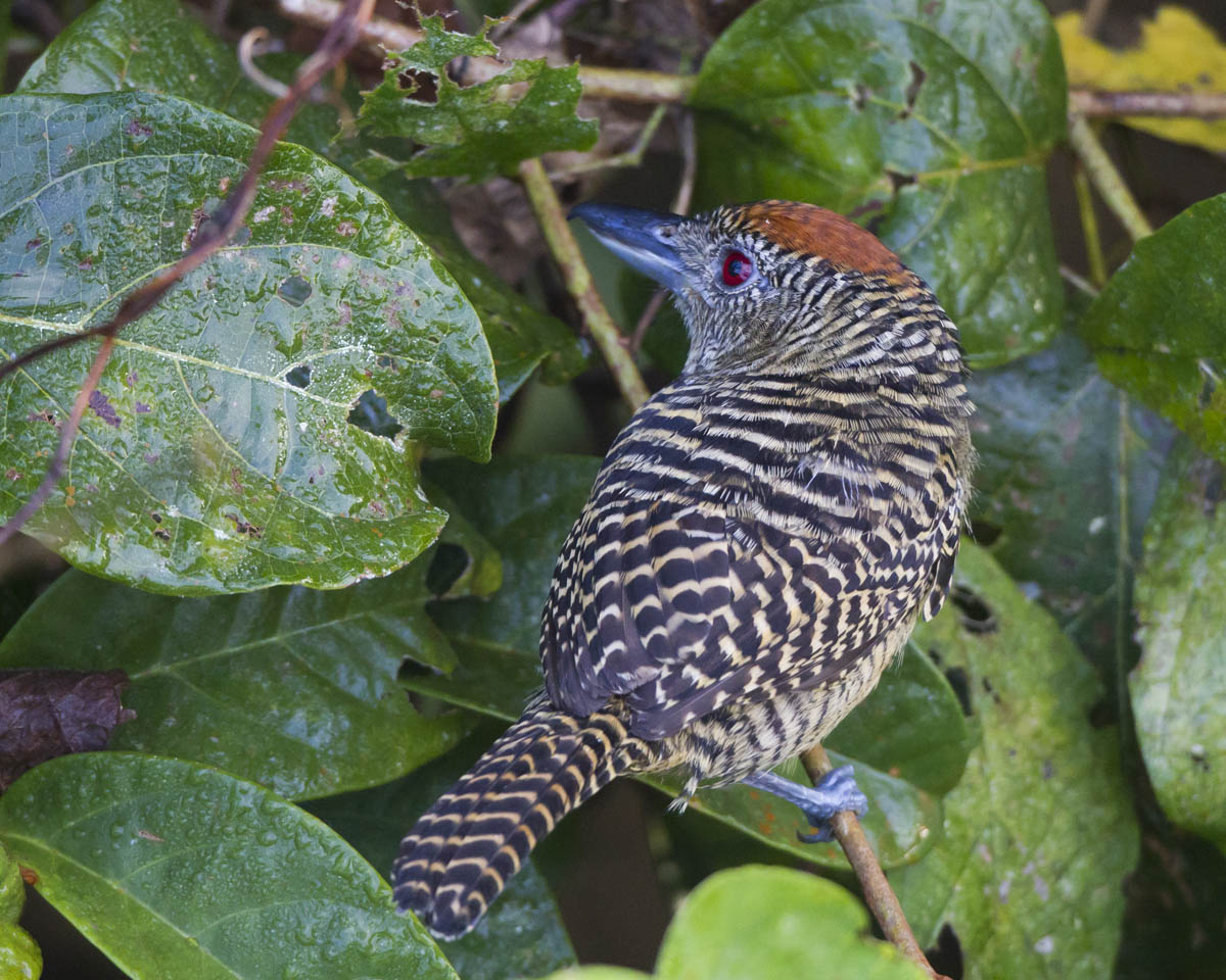 Pretty Fasciated antshrike
