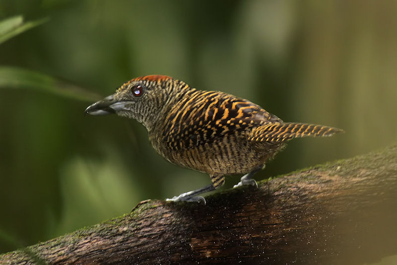 Pretty Fasciated antshrike
