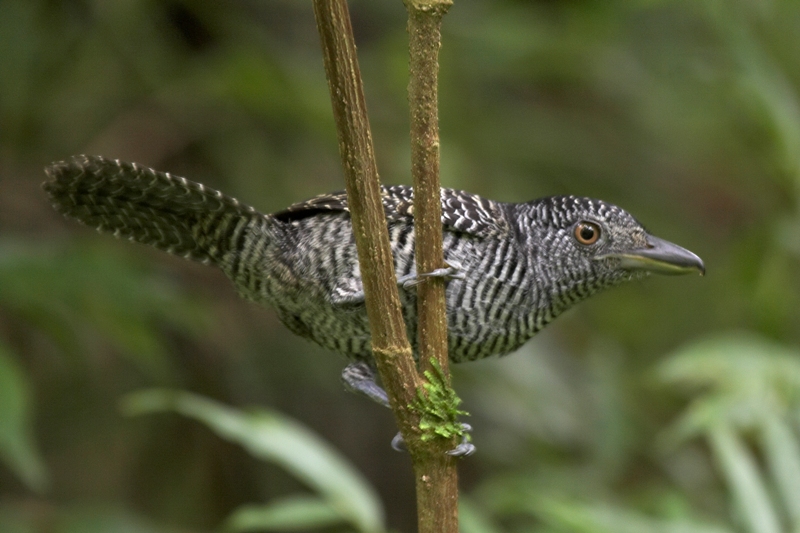 Pretty Fasciated antshrike