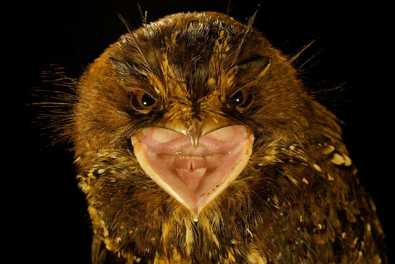 Pretty Feline owlet-nightjar