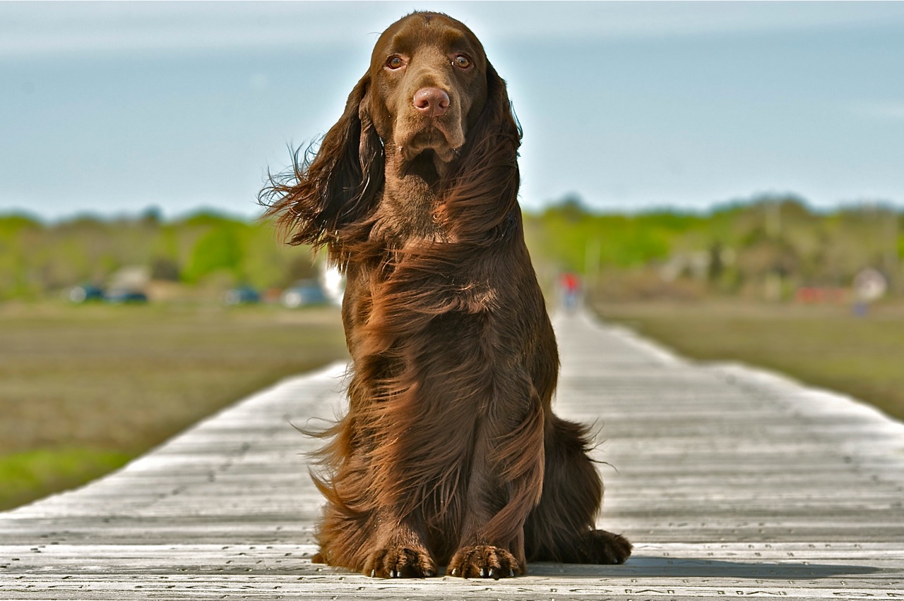 Nice Field Spaniel - Dog Breed