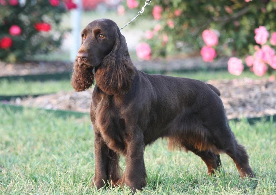 Cool Field Spaniel - Dog Breed