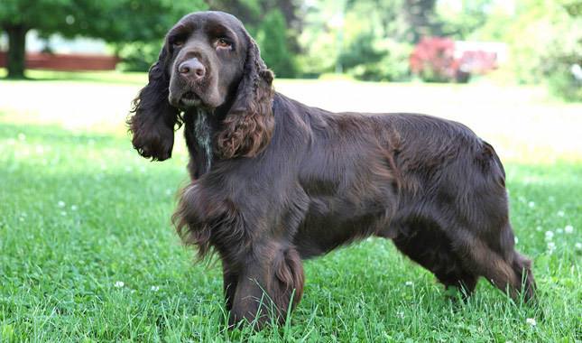 Pretty Field Spaniel - Dog Breed