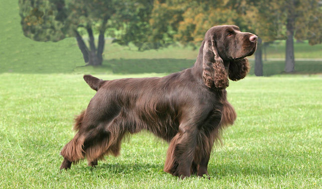 Cute Field Spaniel - Dog Breed