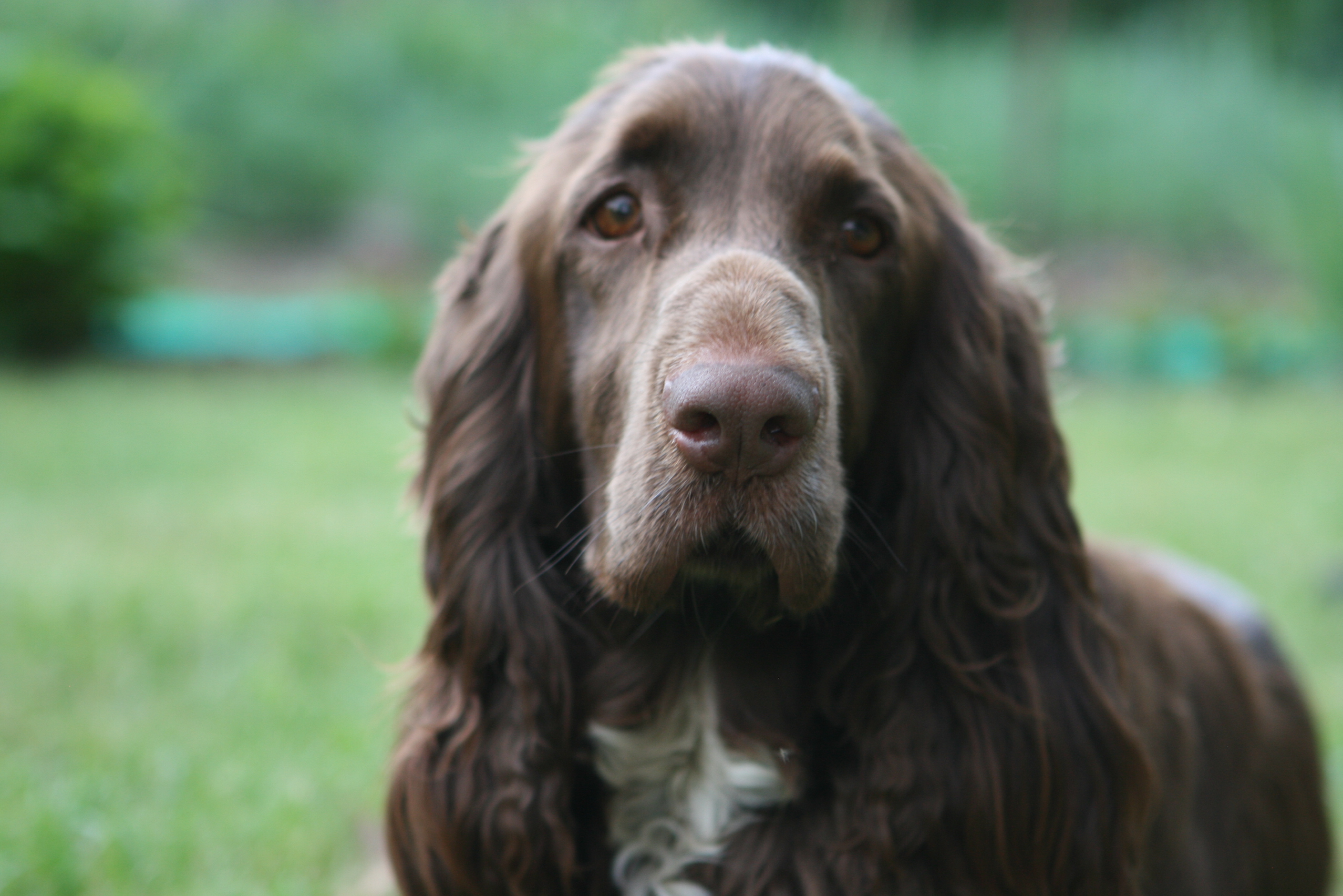 Wallpaper Field Spaniel - Dog Breed