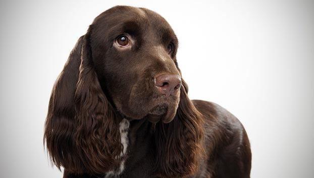Photo Field Spaniel - Dog Breed