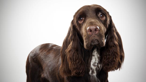 Field Spaniel - Dog Breed photo 