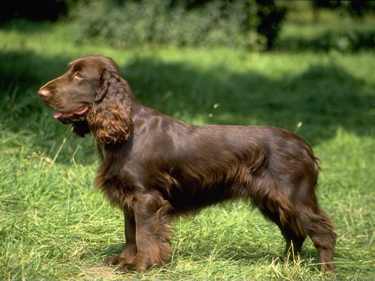 Field Spaniel - Dog Breed wallpaper