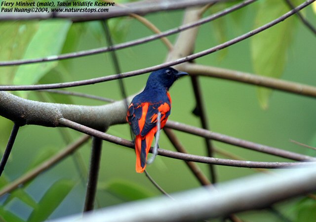 Fiery minivet