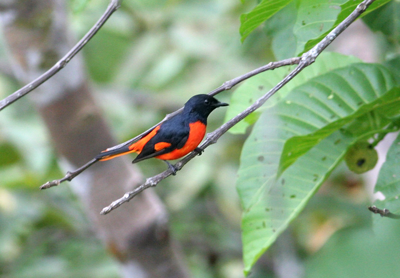 Pretty Fiery minivet