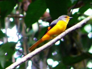 Pretty Fiery minivet