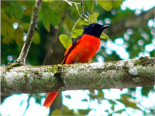 Pretty Fiery minivet