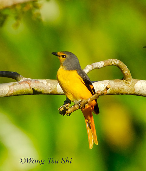 Pretty Fiery minivet