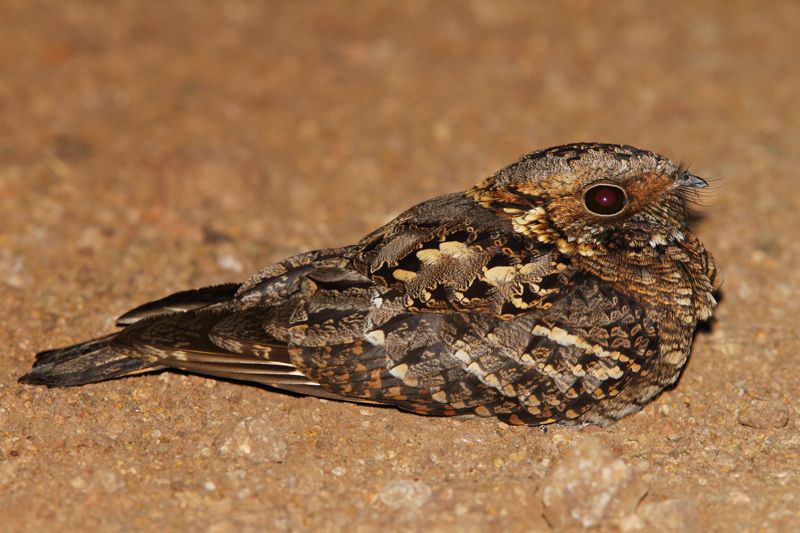 Fiery-necked nightjar