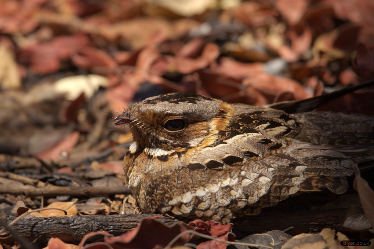 Pretty Fiery-necked nightjar
