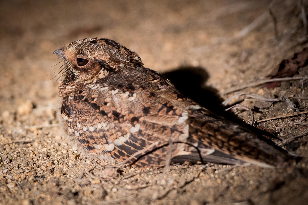 Pretty Fiery-necked nightjar