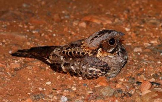 Pretty Fiery-necked nightjar