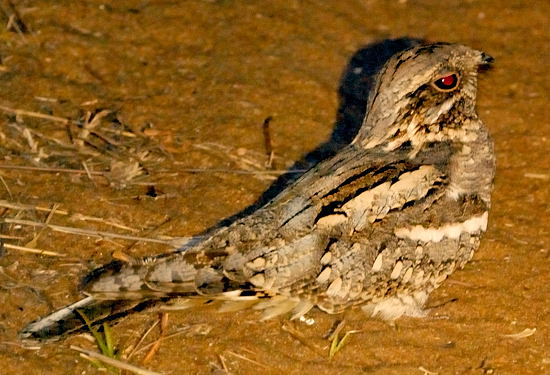 Pretty Fiery-necked nightjar