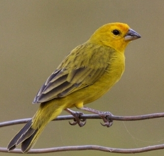 Finch